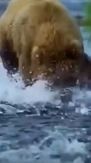 Медведь и Рыба #рыбалка #рыба