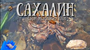 Сахалин - собираем морепродукты устрицы и трубач
