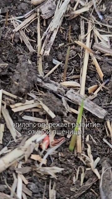 Эгилопс в пшенице часть 1 сельскоехозяйство агроном