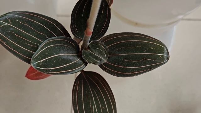 Лудизия. Полный уход. Мой опыт выращивания драгоценно?