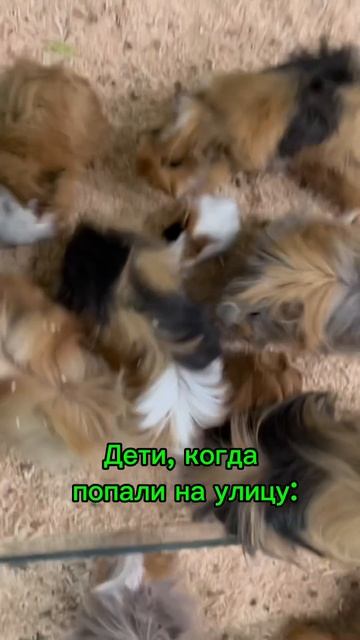 Быть преподавателем сложная работа #music #remix #мем #работ смотреть онлайн
