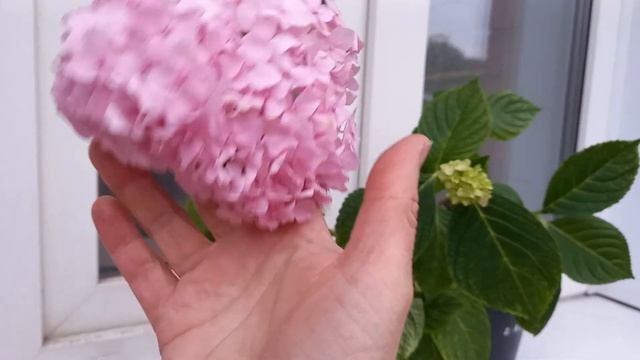Гортензия Никко Блу смотреть онлайн