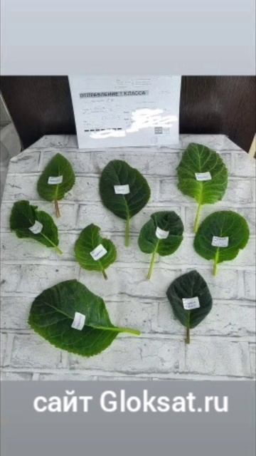 #глоксинии#глоксиния#уходзаглоксинией#купитьсемена# смотреть онлайн