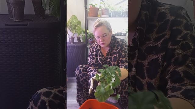 Пересаживаю пеларгонии после обрезки) смотреть онлайн