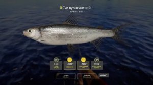 ПАЛИЯ НА ВЭКИ.ЛАДОЖСКИЙ АРХИПЕЛАГ.РЫБАЛКА В ОТВЕС.