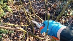 Обрезка высокой спрей розы