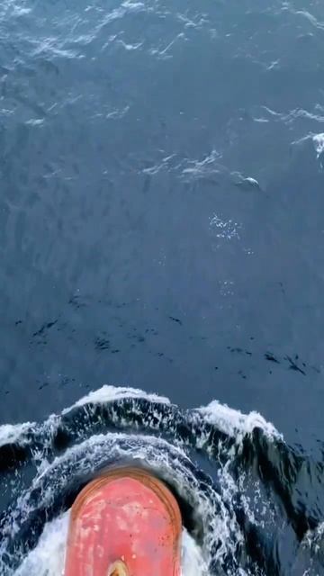 Дельфины в Тихом океане !🫡 смотреть онлайн