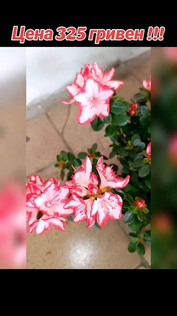 Японские Азалии микс! Цена 325 гривен! Бронь в вайбер 0996 смотреть онлайн