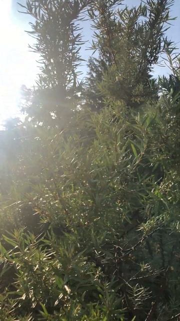 Seabuckthorn Berries Ripening - #облепиха #argousier смотреть онлайн