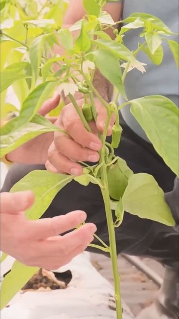 ФОРМИРОВКА СЛАДКОГО ПЕРЦА 🫑🌱 #огород #дача #сад #аэли смотреть онлайн