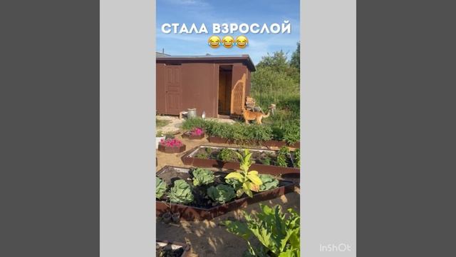 А вы состоите в этой секте? 😅 #цветы #огород #садоводни смотреть онлайн