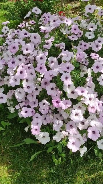 Петуния Тайдел Вейв Сильвер, вот такая красота выросл? смотреть онлайн