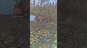 Груша Ноябрьская Зимняя Xenia