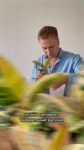 У кого есть такой? #фикус #фикусшривериана #растения #fic смотреть онлайн