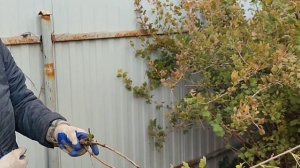 Обрезка куста йошты. Омолаживание