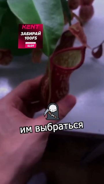 Эти Цветы едят Животных 😬🌴 смотреть онлайн