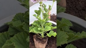 Посадка пеларгонии в кашпо!