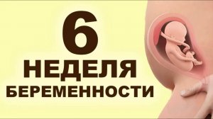 Что происходит с мамой и ребёнком на 6 неделе беременности? 2 месяц беременности. Первый триместр