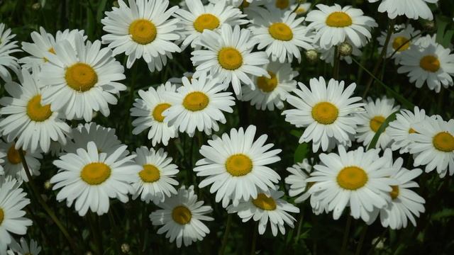 Я отдыхаю в Рябинино. Стихи Анатолий Казаков, музыка и