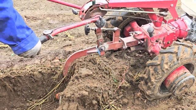 Легендарный мотоблок МТЗ с плугом в работе.