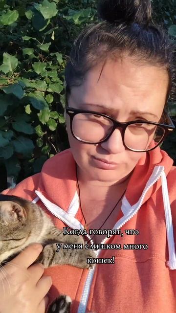 Когда говорят, что у меня слишком много кошек. Сама зна смотреть онлайн