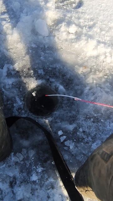 #fishing #рыбалка #рыба  Давайте дойдем до 100 подписчиков п?