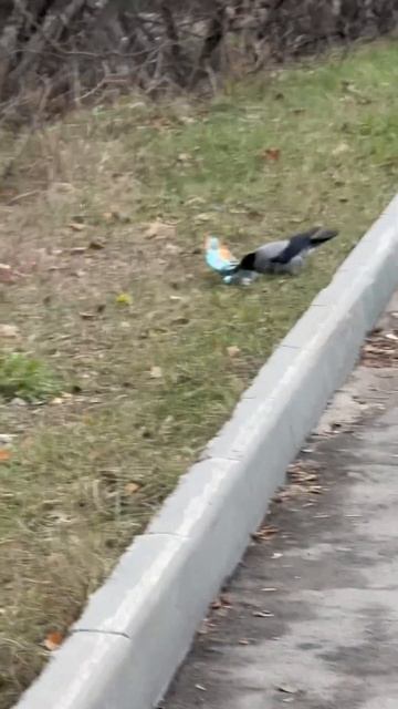 Ворон в поисках еды #live #animals #2024 смотреть онлайн
