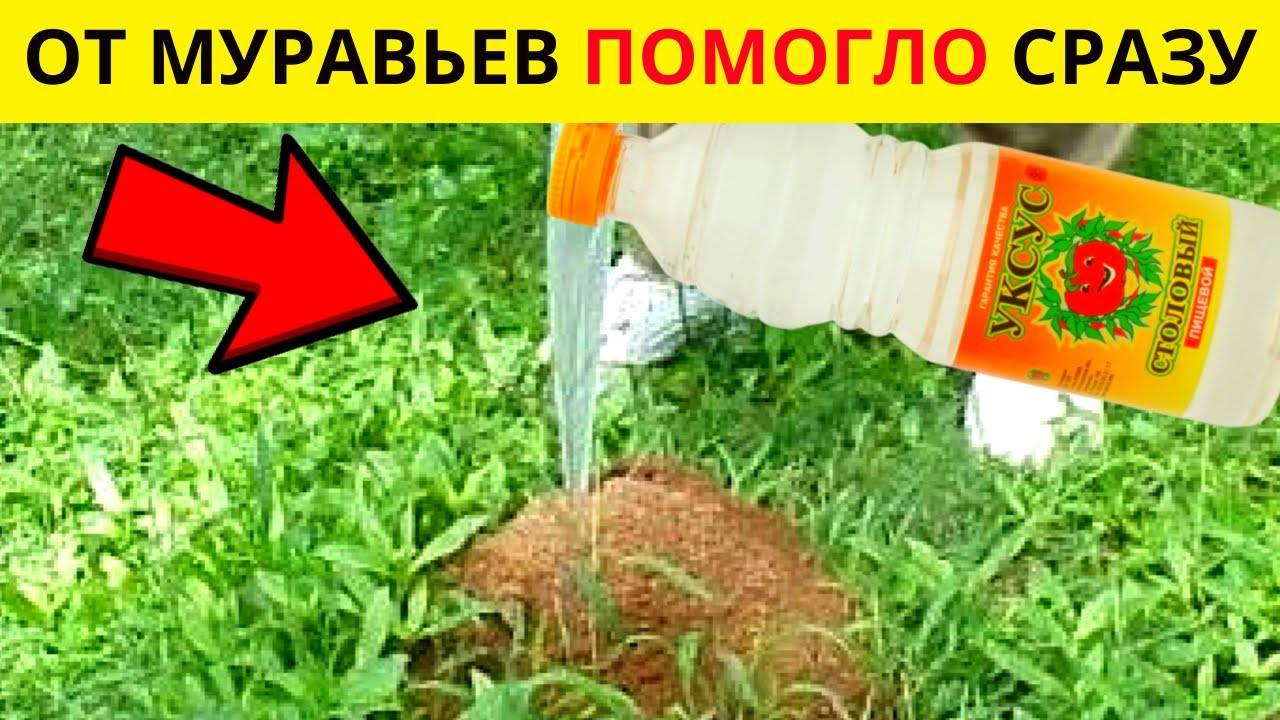 Красивый огород