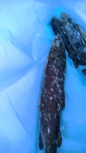 Рыбалка ленок хариус рыбалка охота travel лес тайга ?