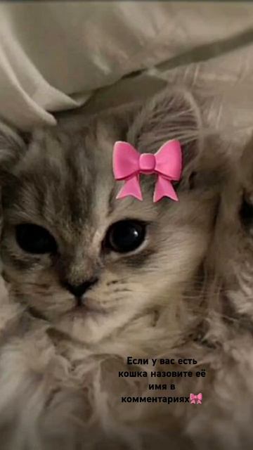 Есть ли у вас есть кошка напишите её имя в комментария? смотреть онлайн