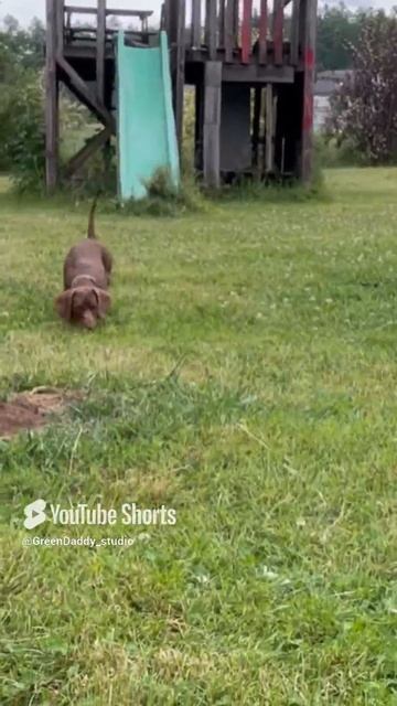 Маленькая и большой 🐕🐕