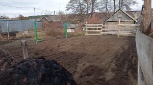 Содержание страусов в домашних условиях.