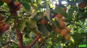 абрикос сорт Нью Джерси, Астрахань 24.07.24г.