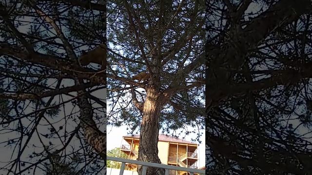 это же котобелка смотреть онлайн