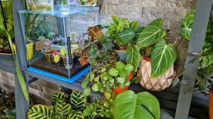 Пересадка бегонии и обзор моих цветов с излишками. Много рыбы не бывает. Обновка и вкусняшки.