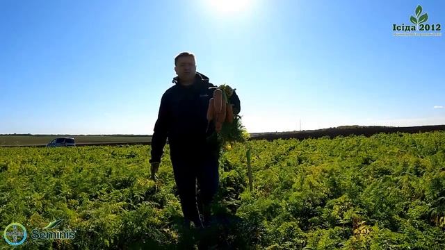 Лас Сайнтес / Las Saintes - Морковь, Seminis