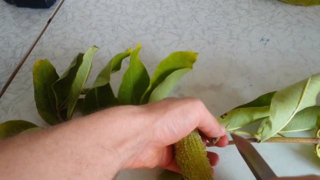 ваточник сирійський (Asclepias syriaca L.) смотреть онлайн