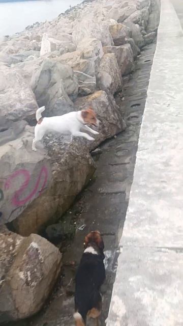 Берег Чёрного Моря. 🐕 прыжки Джек-Рассела Жасмин смотреть онлайн
