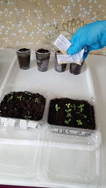 Продолжаю сеять перец. Пикирую астру #рассада смотреть онлайн