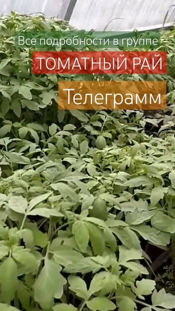 СРОЧНО Налейте Это в рассаду смотреть онлайн