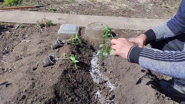 Лучший Способ Высадки 🍅 рассады Помидор в Открытый Г?