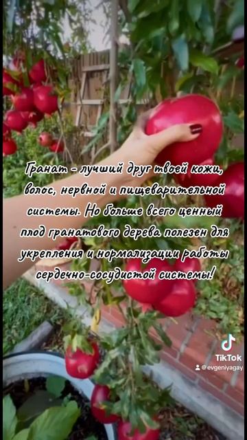 Чем полезен гранат смотреть онлайн