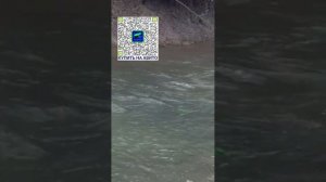 Большой или маленький. Поплавок Высоцкого ПРОНЫРА. PRONY