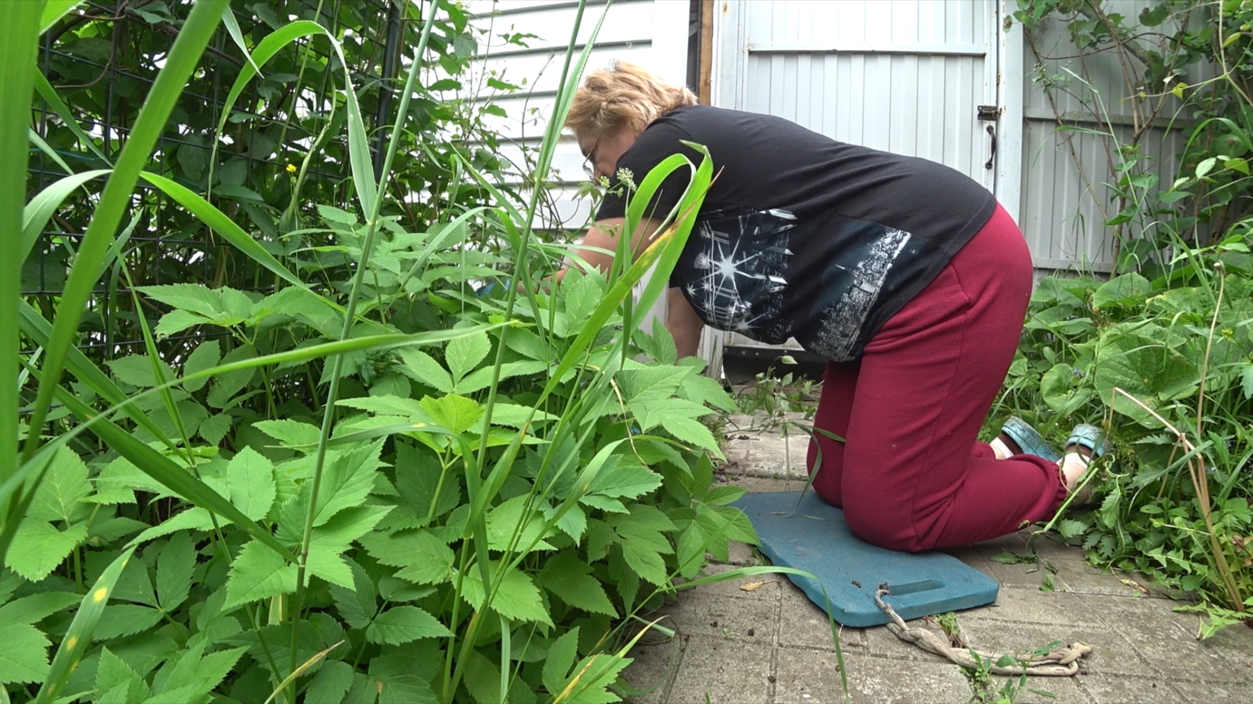 Борюсь с травой. Наляпала ошибок. Есть идея. смотреть онлайн