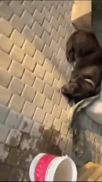 Двух метисов лабрадора 10 дней назад высадили из машин? смотреть онлайн