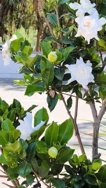 Экзотика. Кипр. Цветущая камелия в скверике у дороги. смотреть онлайн