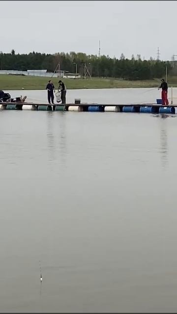 Рыбалка в Дулово на форель #платник #fishing #отдыхдлядуши смотреть онлайн