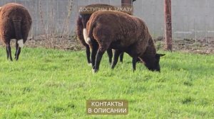 Племенные овцы Цвартблес! Овцеводство, как бизнес? Куп