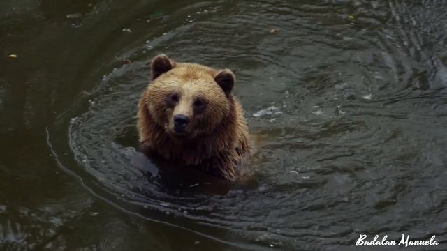 Amazing Scene of Wild Animals In 4K • 4K 野生动物的惊人场景 • Дивовижна сц смотреть онлайн