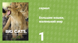 Большие кошки, маленький мир 1 серия «Летние детёныши» (документальный сериал, 2024)